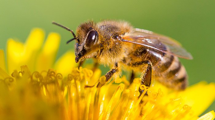 Bienenstock hinter Fassade